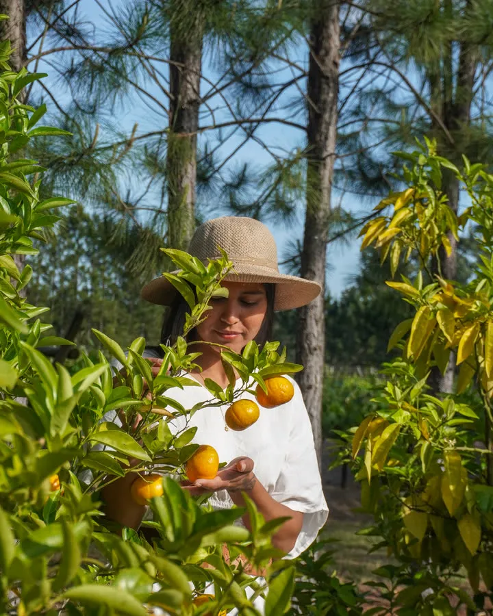 Una mujer cosechando naranjas entre los árboles
