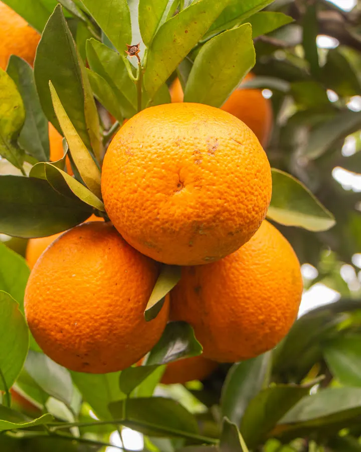 Naranjas maduras en la rama