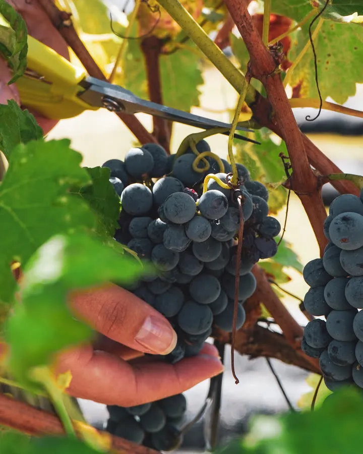 Una mano cosechando un racimo de uvas en la vid