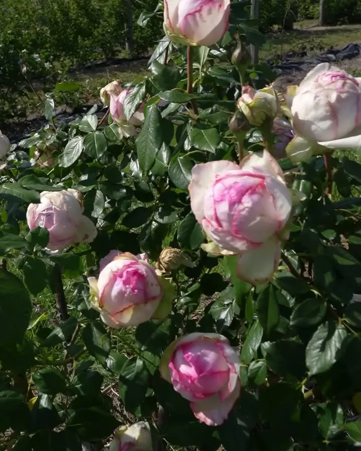 Rosas, arándanos y ciruelas en una quinta frutal