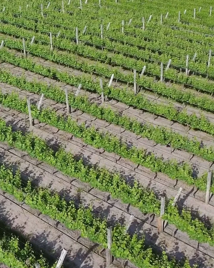 Hileras de viñedos y hojas de vid en primavera